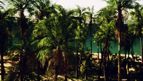 tropical beach with palm trees