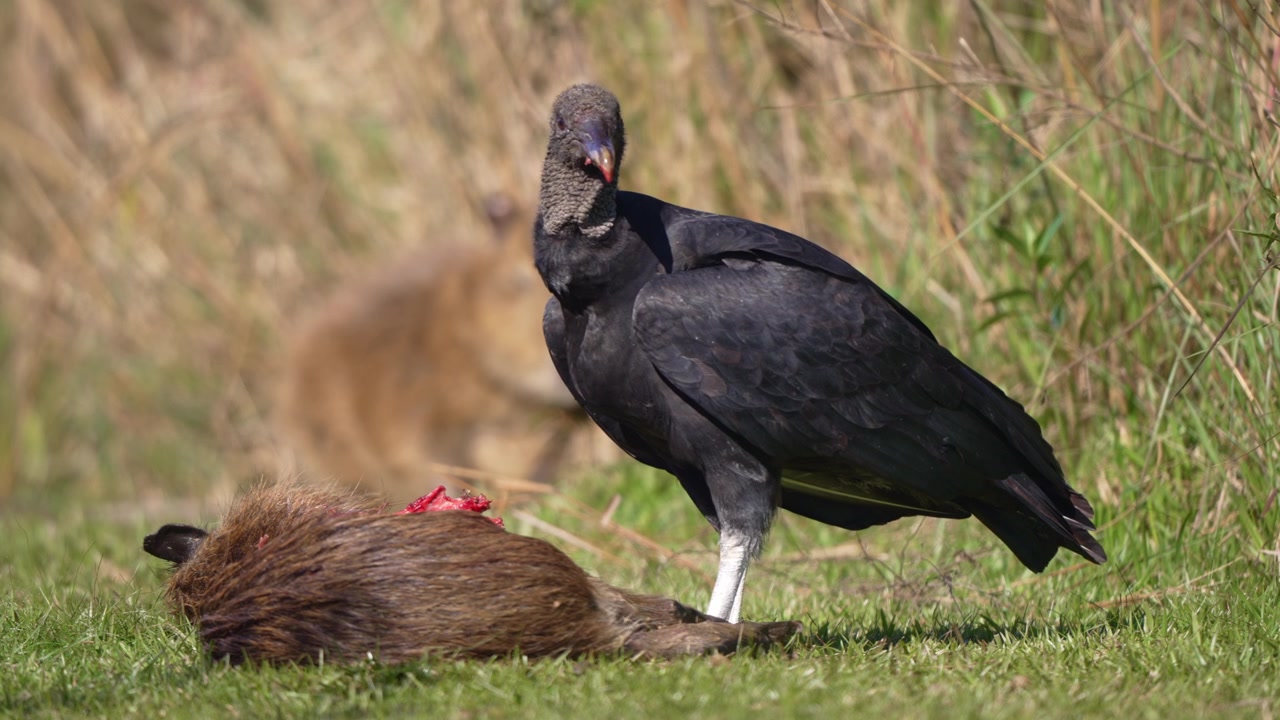 Avvoltoio nero americano (Coragyps atratus) strappa carne da un roditore morto su una prateria aperta, scatto ravvicinato di comportamento della fauna selvatica.
