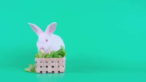 light white rabbit eat vegetable and fruit such as apple in basket and stay on green screen