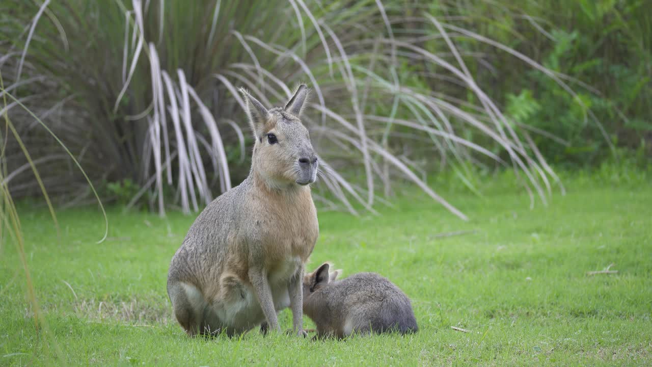 una mara patagónica hembra o cavia con crías encontradas en las llanuras de la estepa de patagonia, américa del sur