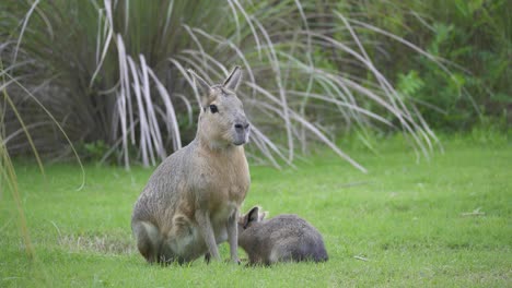 A-female-Patagonian-Mara-or-Cavy-with-young-found-in-the-stepp-plains-of-Patagonia,-South-America