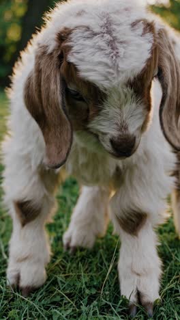 adorable baby goat