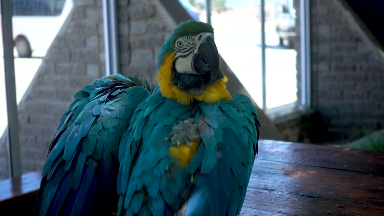 slomo de un hermoso loro guacamayo azul y amarillo mirando a la cámara