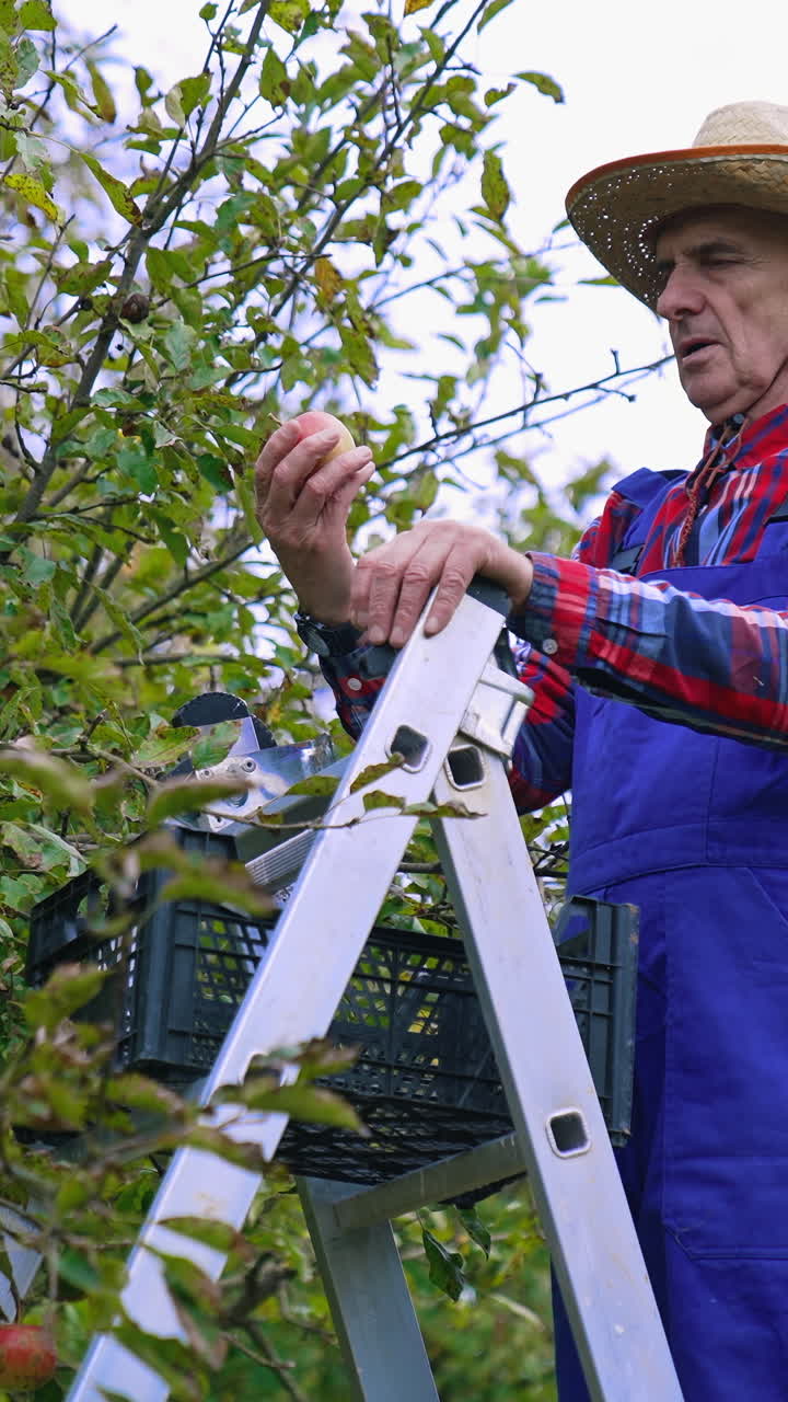 Old farmer picking apples in the garden. Farmer in blue overalls and hat taking off ripe apples from branch in autumn time. Side view.. Vertical video
