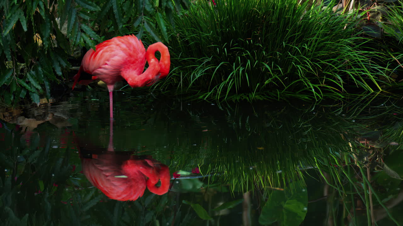 Close up of beautiful, pink flamingo standing in water at a zoo