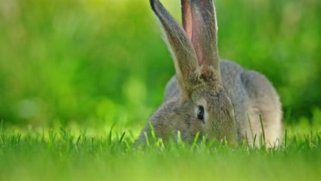 rabbit in the grass