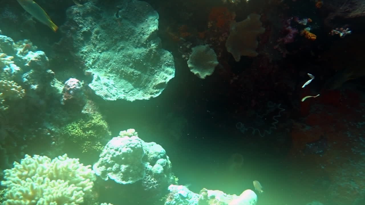 Brain coral, wrasses and hydroids on a coral reef.