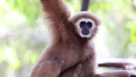 gibbon in natural habitat at chonburi zoo