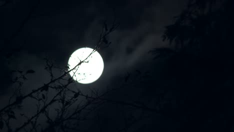 la luna aparece y desaparece en una noche tormentosa a través de los árboles.