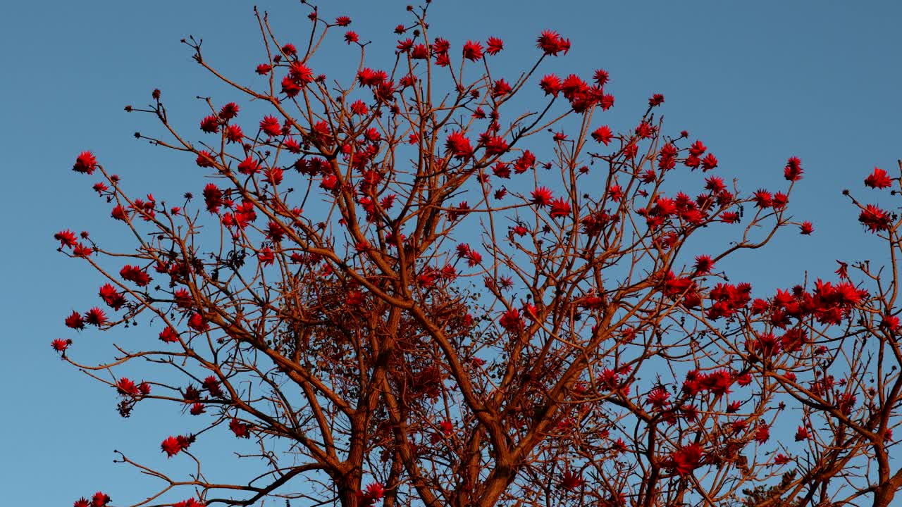 lapso de tiempo del árbol de coral al atardecer con colores vibrantes, lapso de día a noche