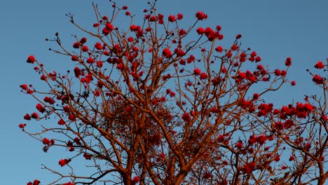 timelapse of coral tree at sunset with vibrant colors, day to night lapse