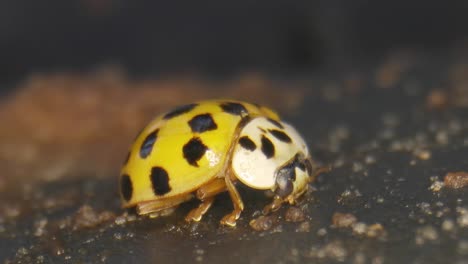 yellow asian lady beetle eating the molds of decaying fruit in the garden