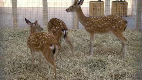 spotted deer in a farm