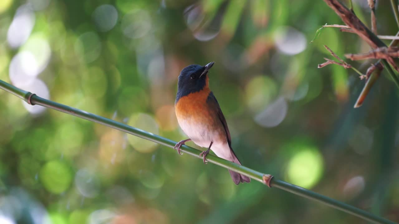 A migrant Chinese-blue flycatcher perching on the bamboo branch in a full view and display of its bright and unique colors