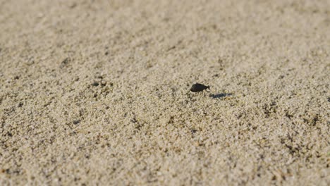 Wüstenstinkkäfer-Läuft-Durch-Den-Sand,-Während-Die-Kamera-Den-Fokus-Aufbaut,-Um-Ihm-Zu-Folgen