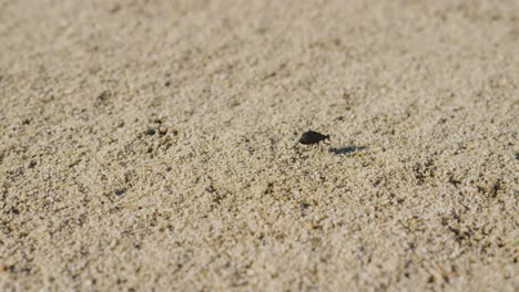 el escarabajo apestoso del desierto corre a través de la arena mientras los estantes de la cámara se centran en seguirlo