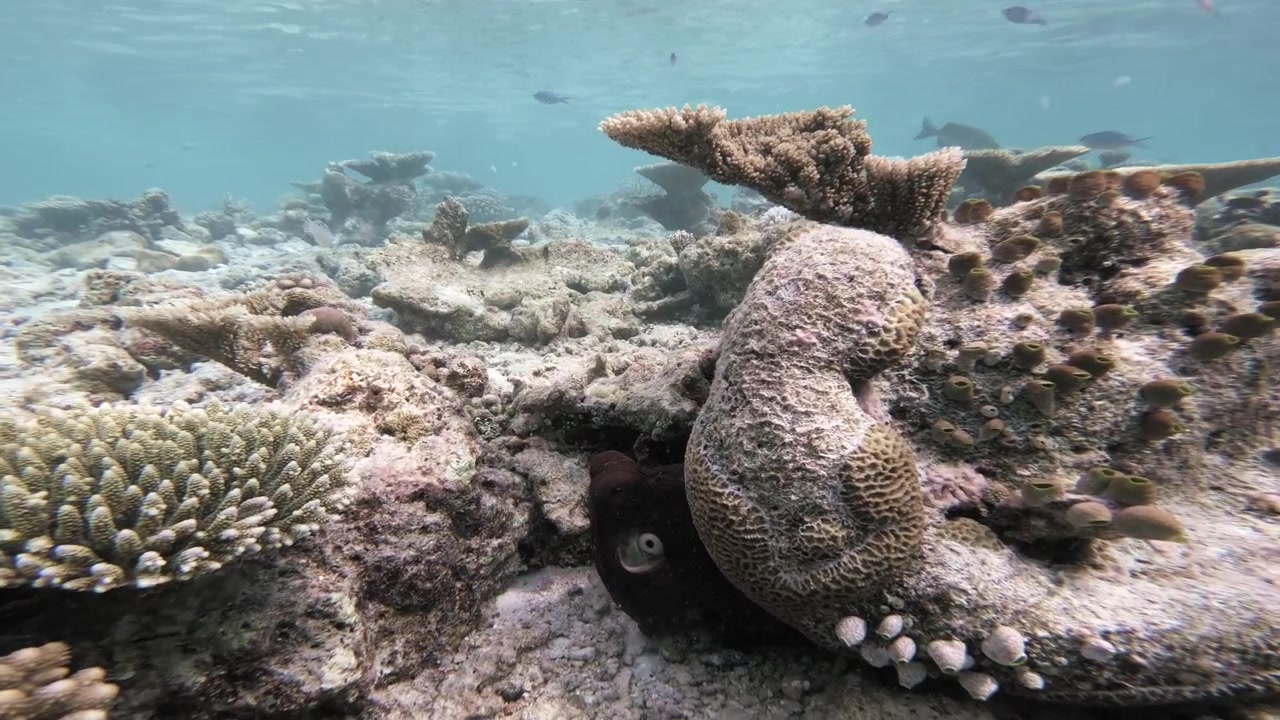 Una telecamera subacquea si muove attraverso una barriera corallina maldiviana poco profonda verso un polpo marrone mentre si insinua in una fessura rocciosa tra coralli, spugne e pesci tropicali.