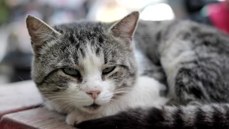 yard cat on a bench