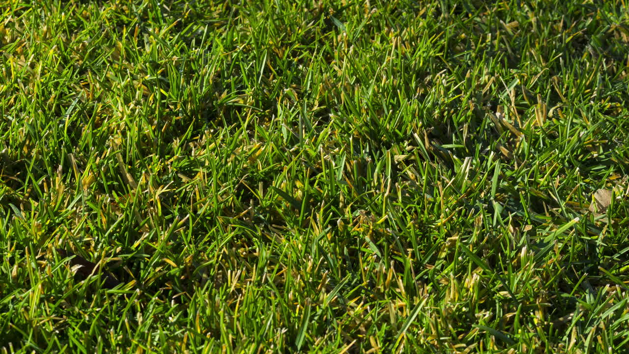 푸른 잔디 위에 눈이 녹는다. 봄의 도래 . 타임랩스 4k 비디오