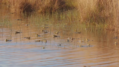 Muchas-Ranas-Nadando-En-Aguas-Poco-Profundas-Durante-El-Día,-Aleje-El-Zoom