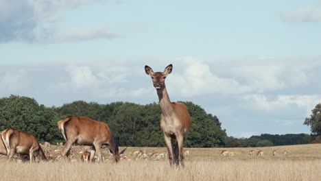 deer eating and looking at camera