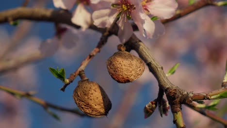 un hombre recoge una almendra colgada de un árbol de almendras en flor