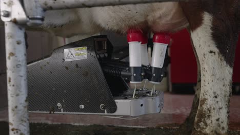 milking machine suctions the milk from the udders of the cattle