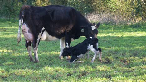 Neugeborenes-Kalb-Fällt-Um,-Während-Es-Von-Der-Mutter-Geputzt-Wird