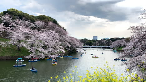 Una-Hermosa-Panorámica-Junto-Al-Foso-Del-Palacio-Imperial-En-El-Parque-Chidorigafuchi-Con-Botes-De-Remos-Que-Navegan-Alrededor-De-Los-Cerezos-En-Flor