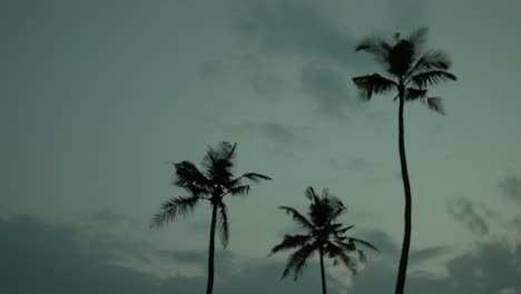 silhouetted palm trees swaying in a gentle breeze at dusk, clear tranquil mood