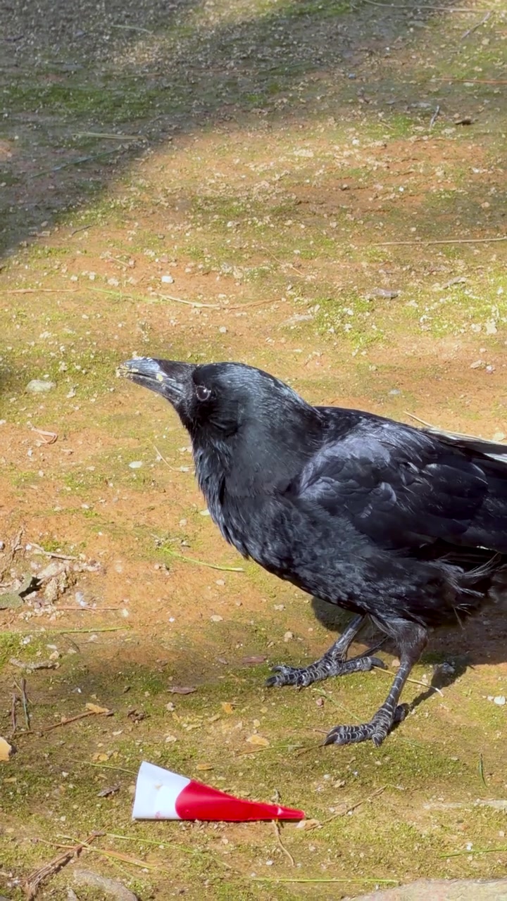 Un corvo nero becchetta il terreno vicino a rifiuti rossi in un giardino giapponese illuminato dal sole.
