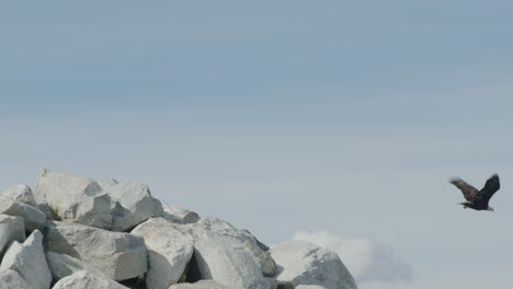 Bald-Eagle-Perched-on-Rocks-Spreads-Wings-and-Flies-Away,-Sunny-Day