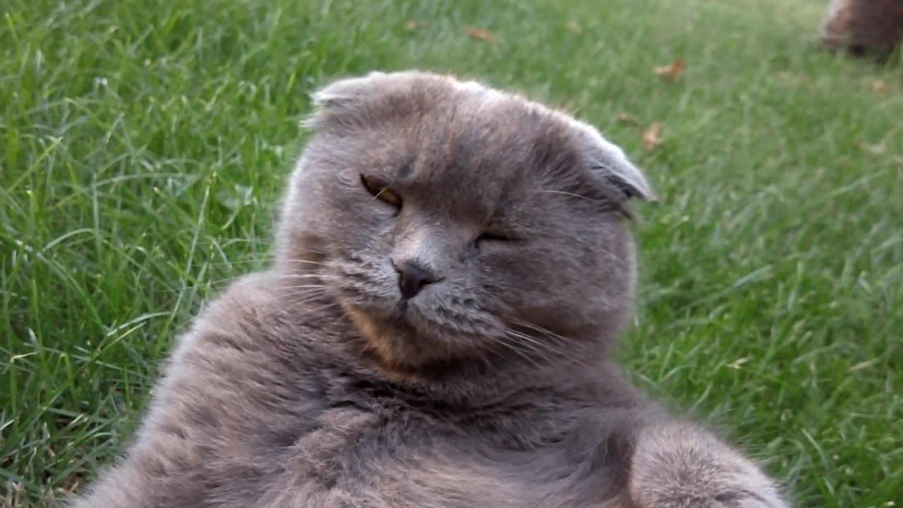 Gato Scottish Fold de olhos laranjas bocejando e descansando na grama em um jardim