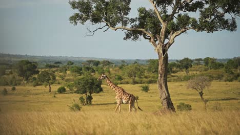 Toma-En-Cámara-Lenta-De-La-Jirafa-De-La-Vida-Silvestre-Africana-En-La-Reserva-Nacional-De-Masai-Mara-Caminando-Por-Las-Exuberantes-Llanuras-Abiertas-En-Kenia,-Viaje-De-Safari-En-áfrica-En-La-Conservación-Del-Norte-De-Masai-Mara
