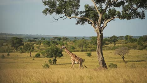 fotografía en cámara lenta de la jirafa salvaje africana en la reserva nacional de maasai mara caminando por las exuberantes llanuras abiertas en kenia, áfrica viaje de safari en la reserva de masai mara north
