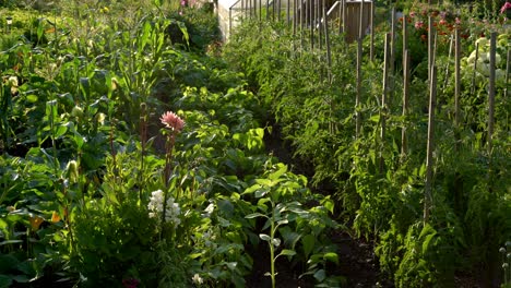 a beautiful garden at sunset in the summertime in sweden.