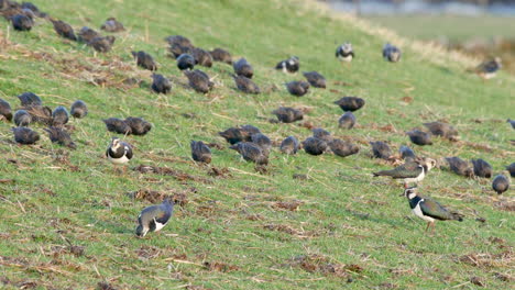 bandada de estorninos en un pasto de tierras altas en invierno, alimentándose de lombrices y larvas junto con avefrías en la zona de north pennies de excepcional belleza natural, al norte de inglaterra