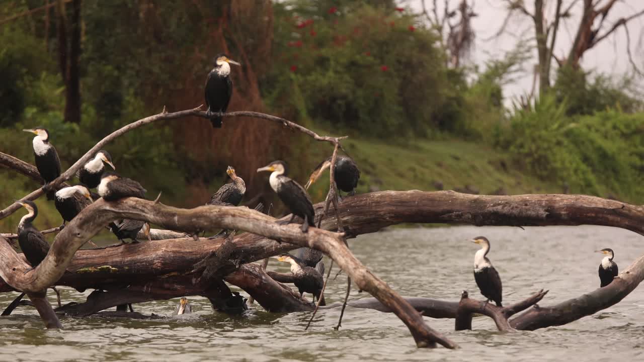 A flock of white-breasted cormorants perched on branches above a water body in Kenya.