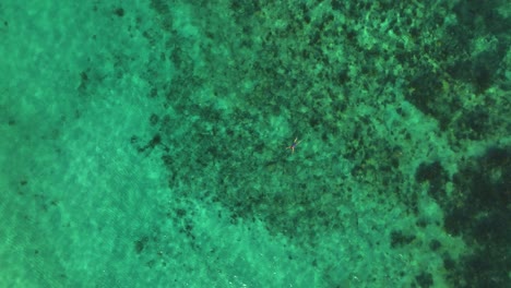 aerial view above a woman snorkling in turquoise waters of cancun, mexico - cenital, drone shot