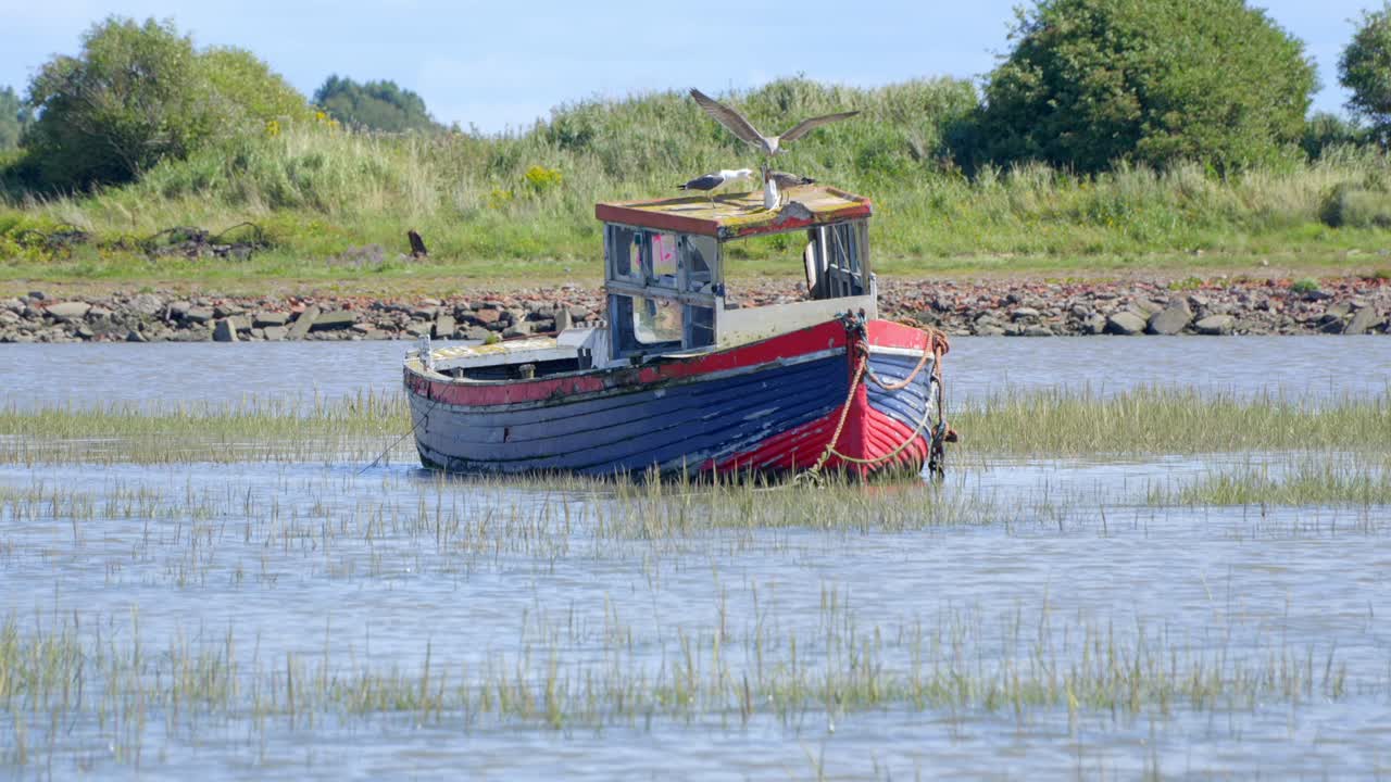 una gaviota juvenil aterrizando en un naufragio de barco amarrado con una familia de gaviotas en un día de verano