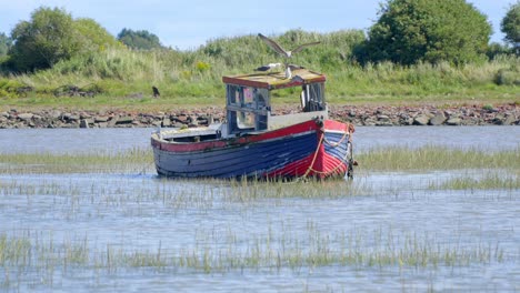 juvenile seagull landing on moored boat wreck with seagull family on summer day