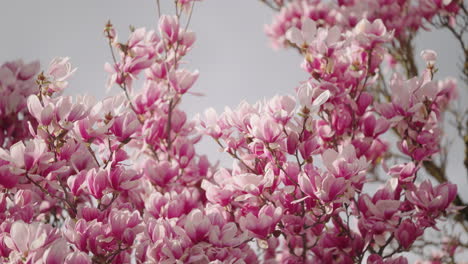 las flores de un árbol de magnolia en primavera