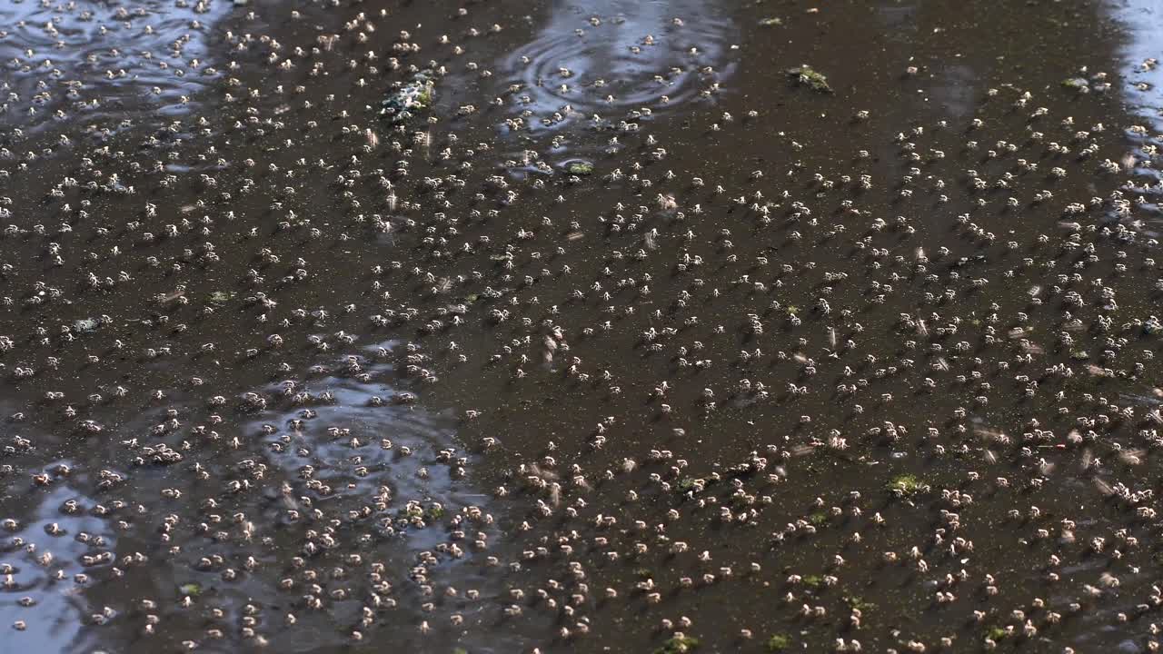 enjambre de moscas flotando y volando sobre el agua sucia del estanque en firmat, santa fe, argentina - plano medio