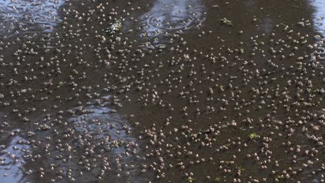 swarm of flies floating and flying on the dirty pond water in firmat, santa fe, argentina - medium shot