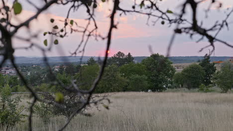 sunset magenta colour sky looking through woodland tree branches slide shot