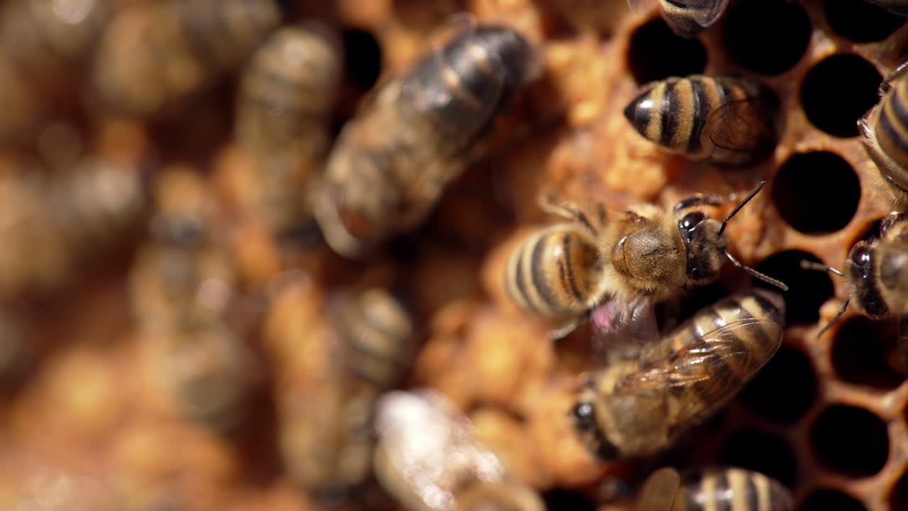 Bees on honeycomb. Bees sealing honey cells full of fresh honey. Honey insects waving wings on blur background. Macro shot.
