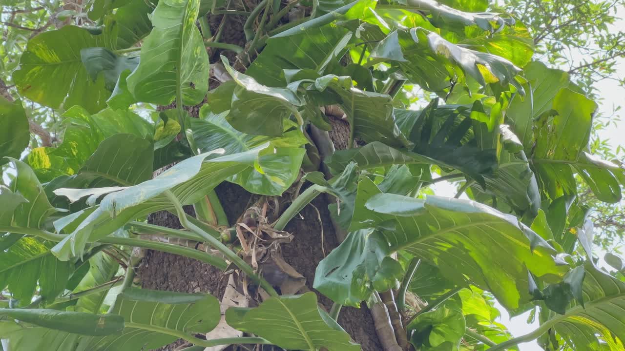 closeup of Phothos creeper plant climbing on the tree, Pothos plants are natural climbers, and when allowed to climb, they can develop larger leaves and more mature foliage
