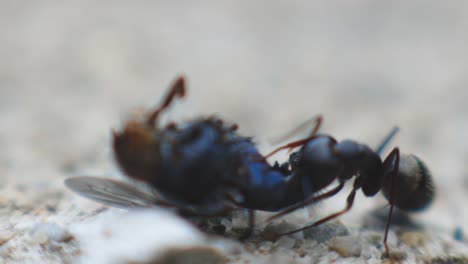 Black-Ant-Eating-A-Dead-Fly-On-A-Rough-Surface