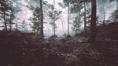 misty morning in the woods with rays of light