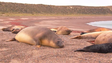elefantes marinos hembras con cachorros llamándose unos a otros mientras descansan en la playa de arena junto al mar